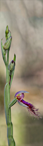 Bearded Orchid.jpg