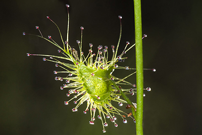 Sundew