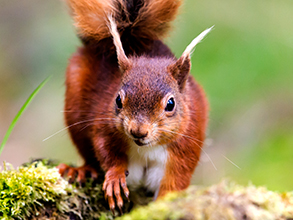 Red Squirrel