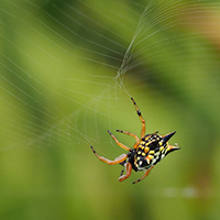 Spider Image